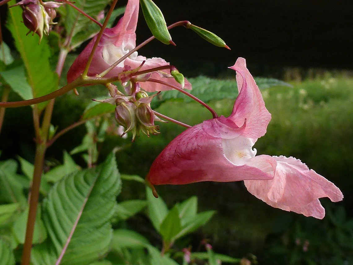 Drüsiges Springkraut (Impatiens glandulifera)