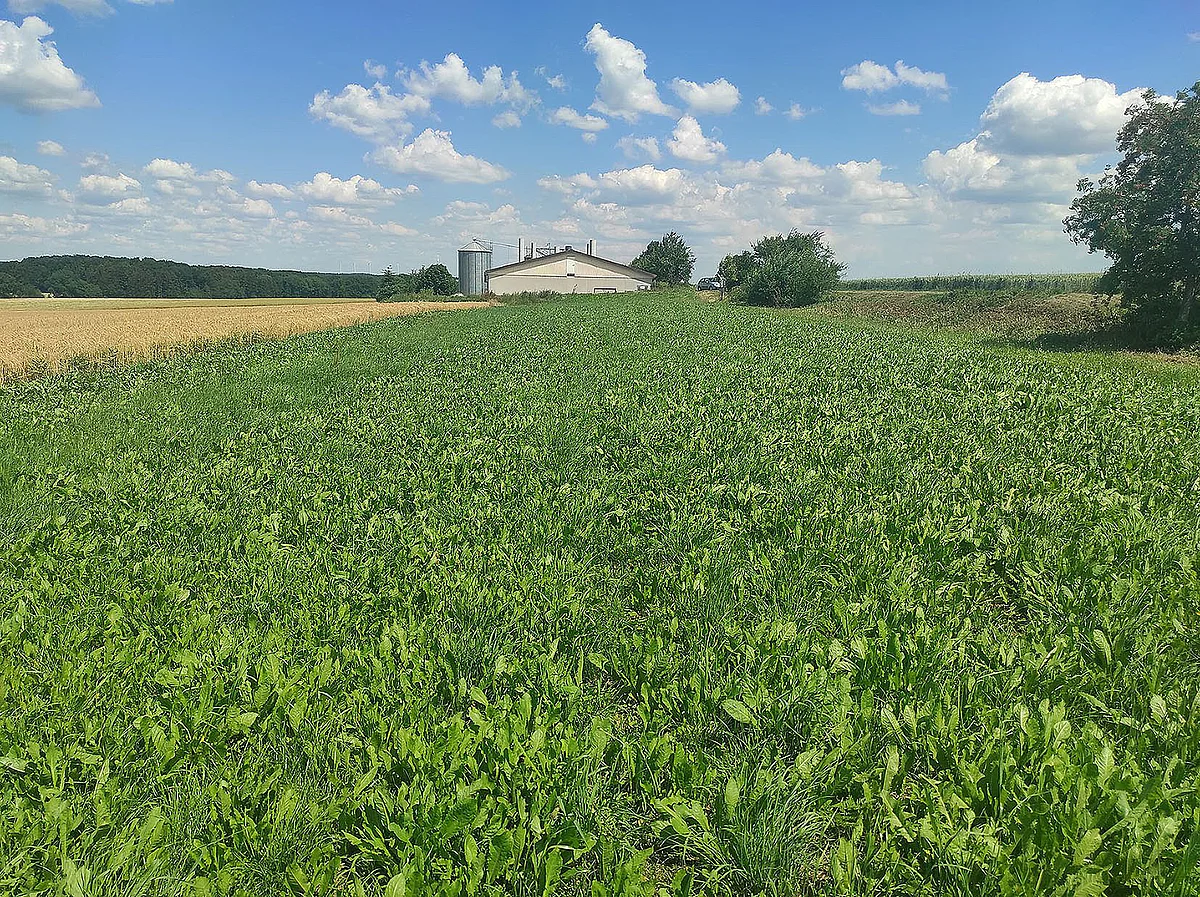 Intensiv gedüngtes Gründland 