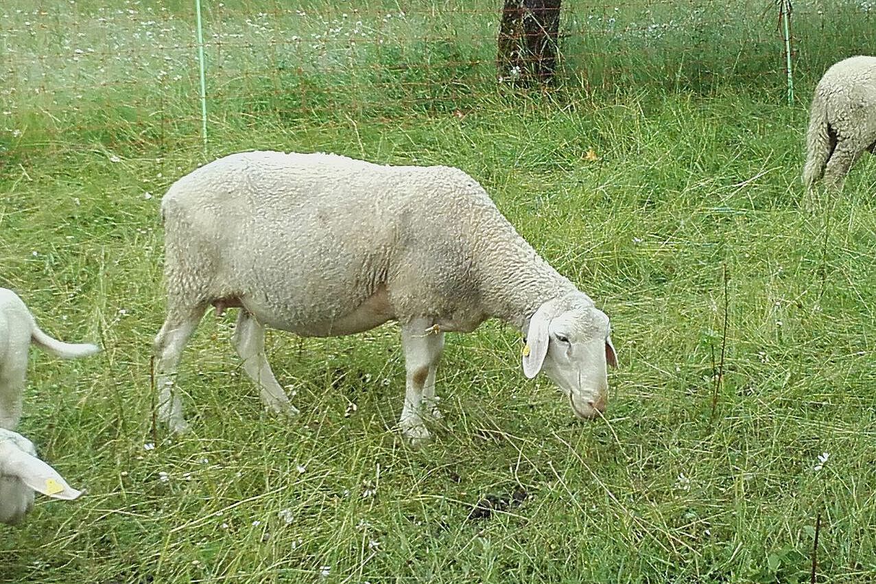Pflanzenfresser