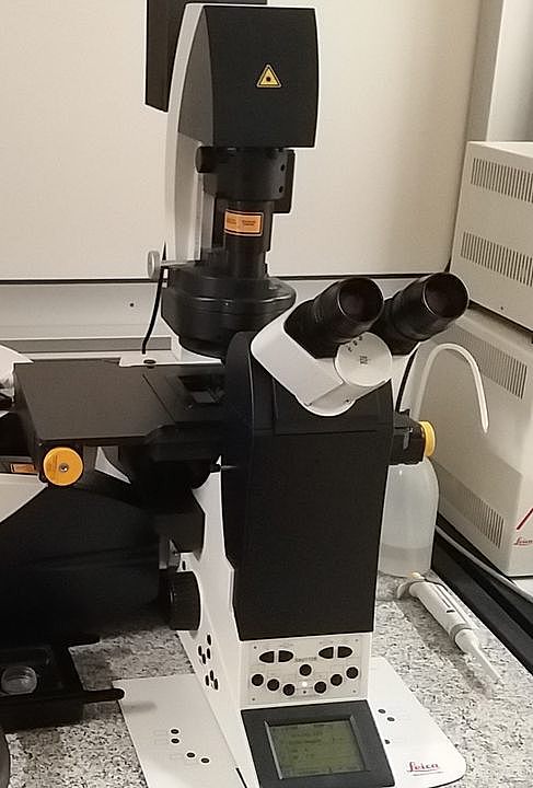 Bild des Mikroskops Leica SP8