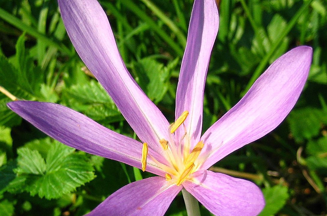 Herbstzeitlose - Colchicum autumnale Herbstzeitlose - Colchicum autumnale