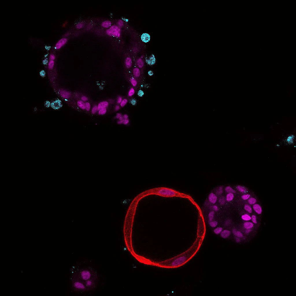 Red, purple and turquoise fluorescent cells on a black background