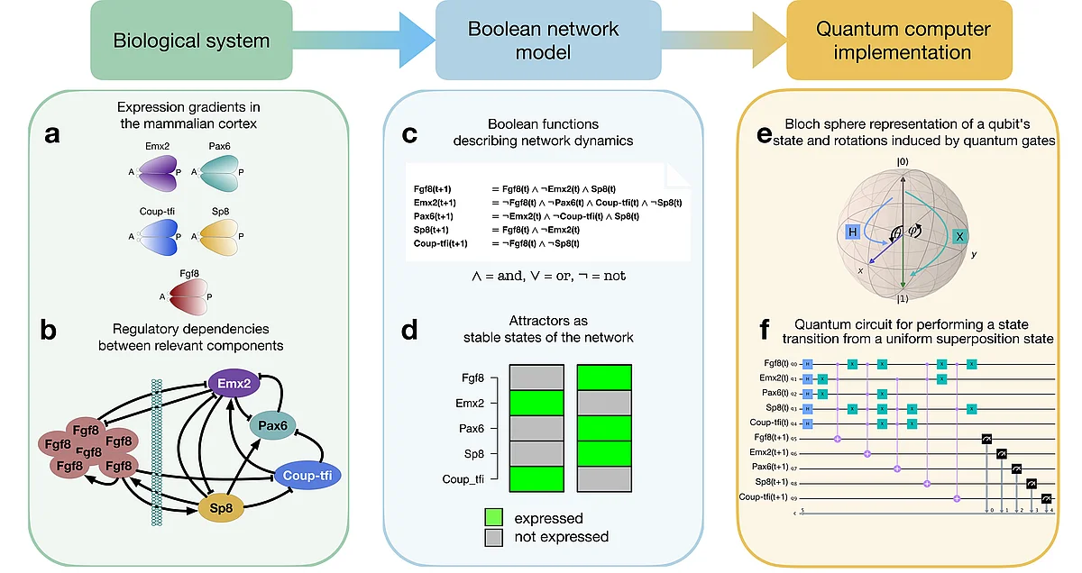 Grafik Quantencomputing in der Systembiologie 