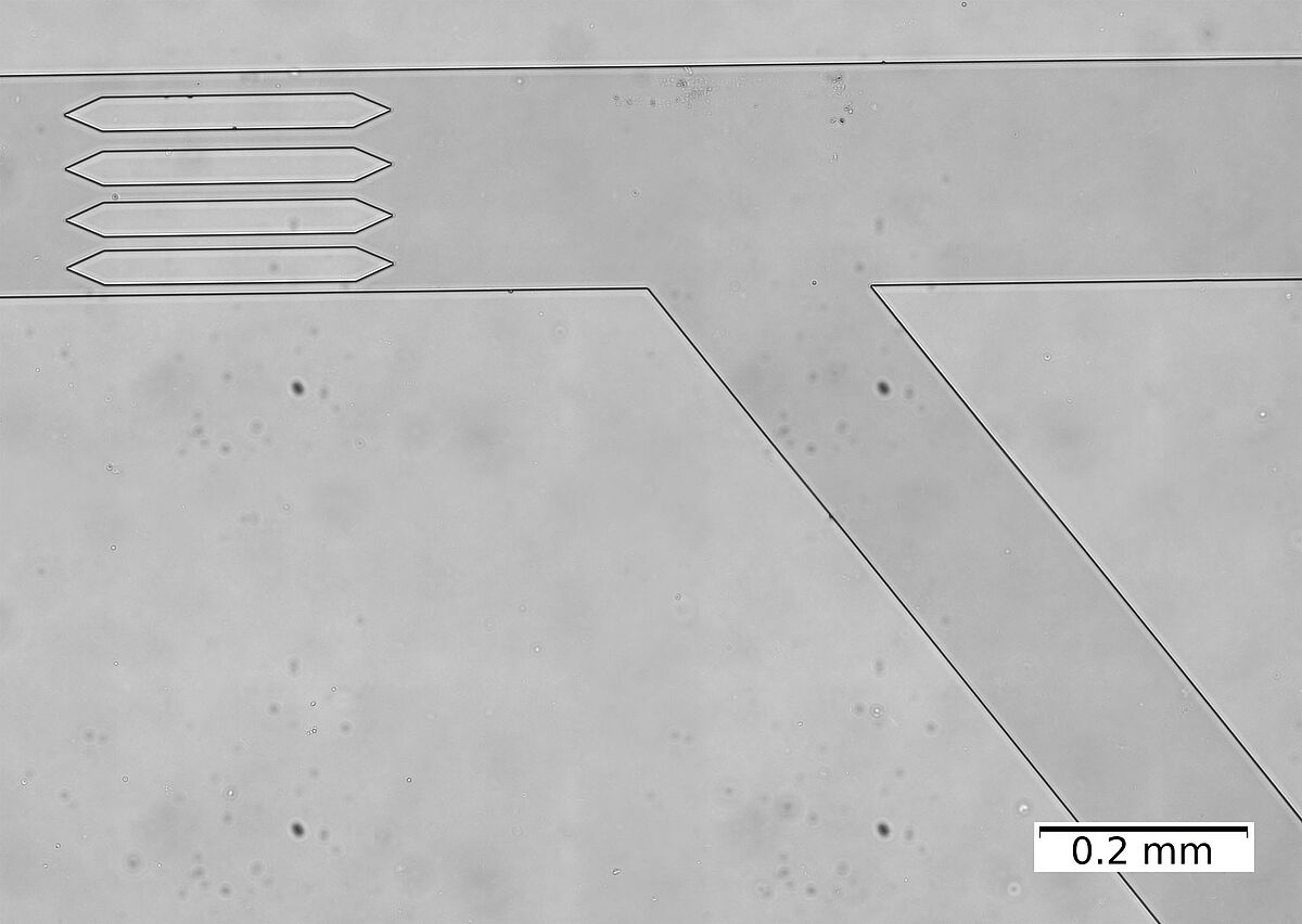 Mikroskopaufnahme des Mikrofluidik-Kanals