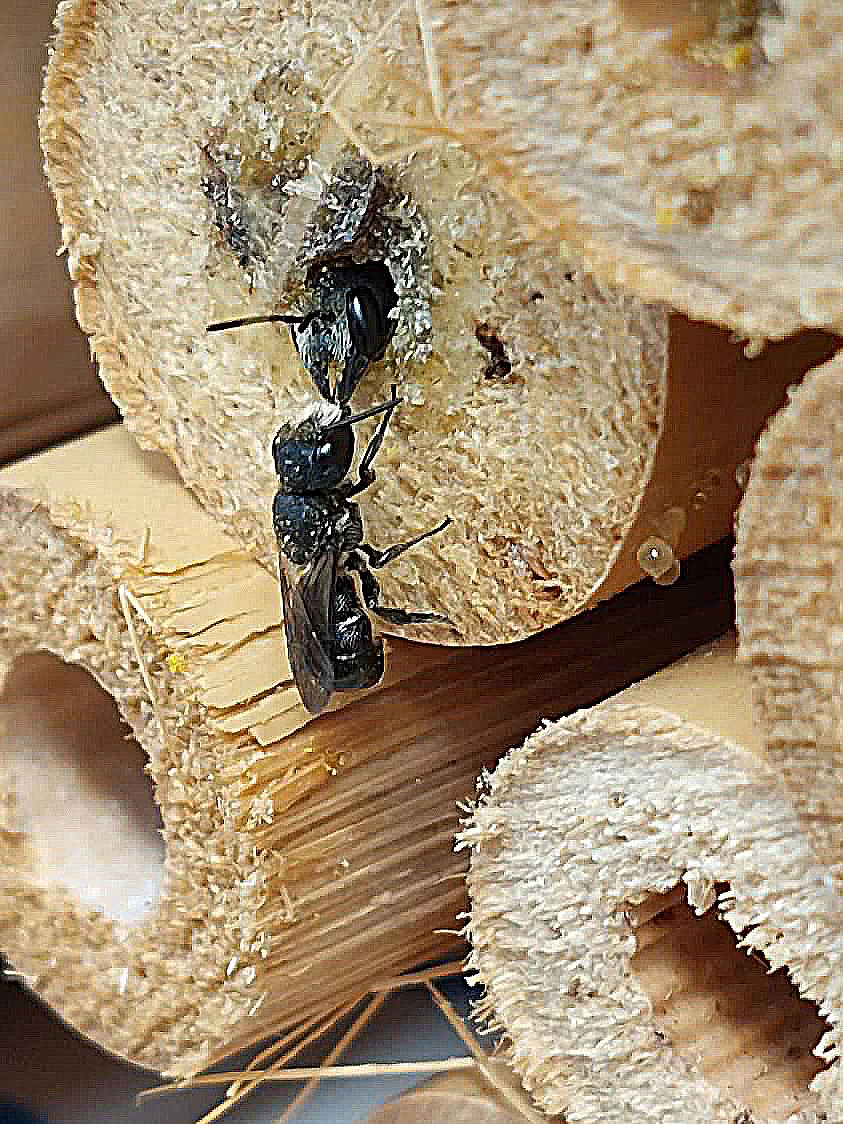 Ein Weibchen verlässt sein Nest in einem ausgehöhlten Stengel. Das Männchen wartet bereits.
