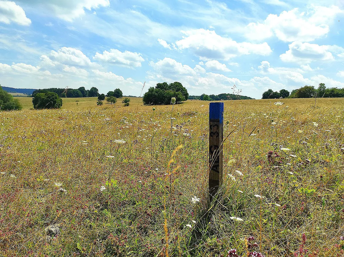Ungedüngte Wiese auf der Schwäbischen Alb