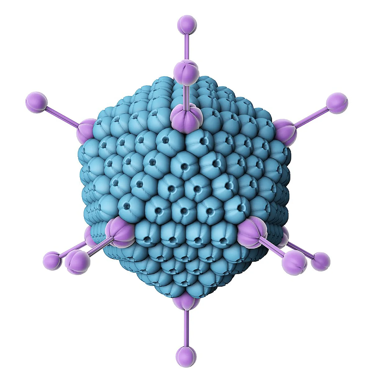 Adenovirus