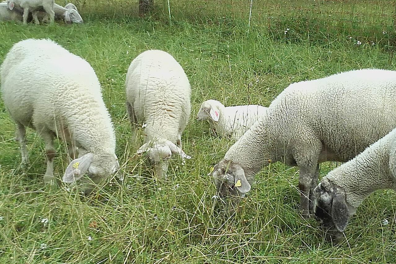 Gaumenplatte oder Kauplatte