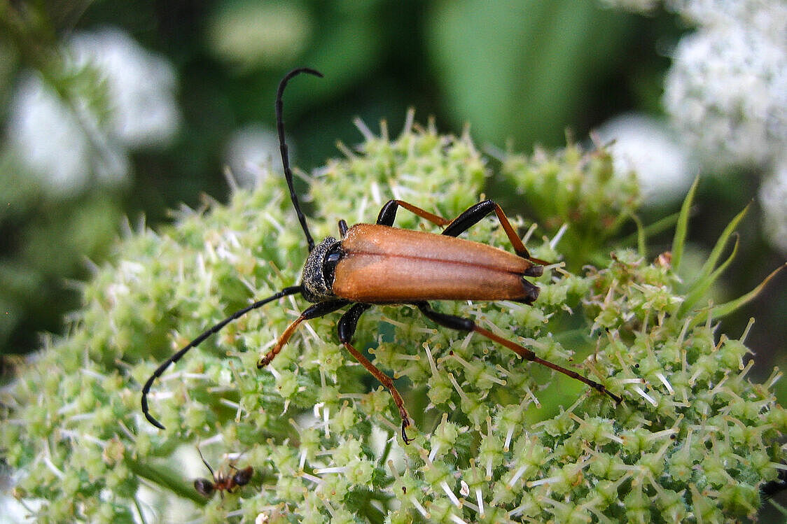 Käferblütigkeit: Gemeiner Bockkäfer auf Doldenblüte