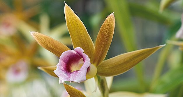Phaius tankervilleae