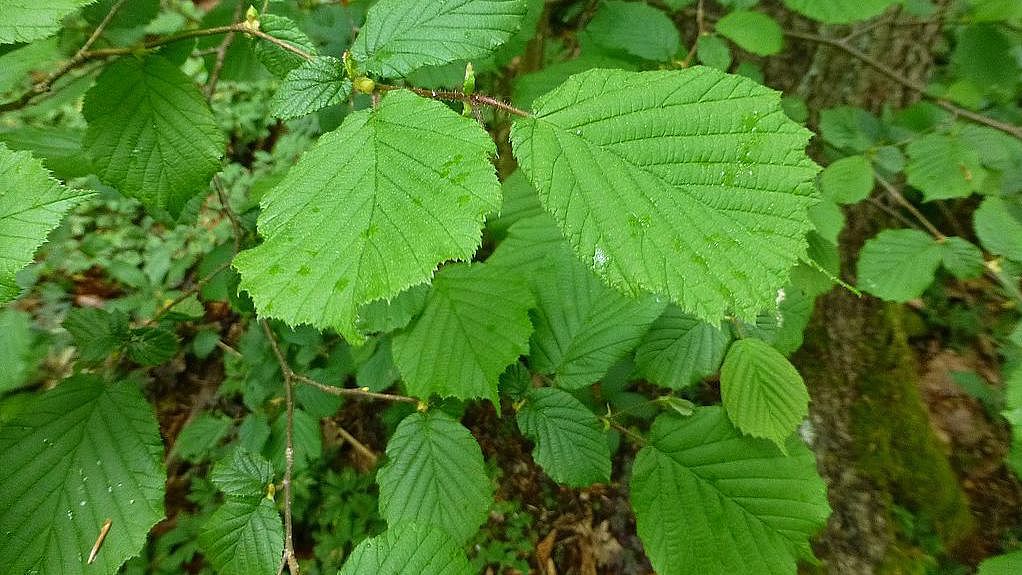 Hasel (Corylus avellana)