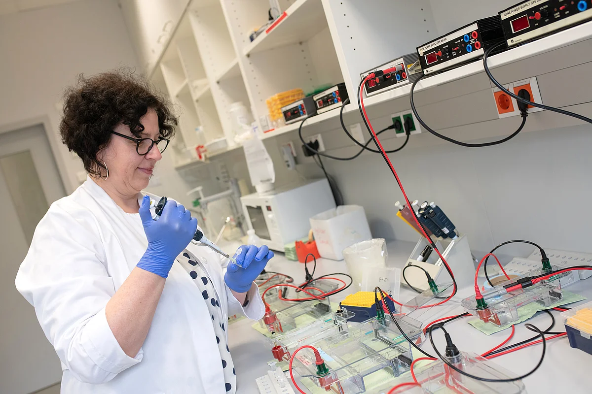 Eva-Maria Rump, Technische Assistentin am IKT, pipettiert eine DNA-Probe für eine molekulargenetische Analyse