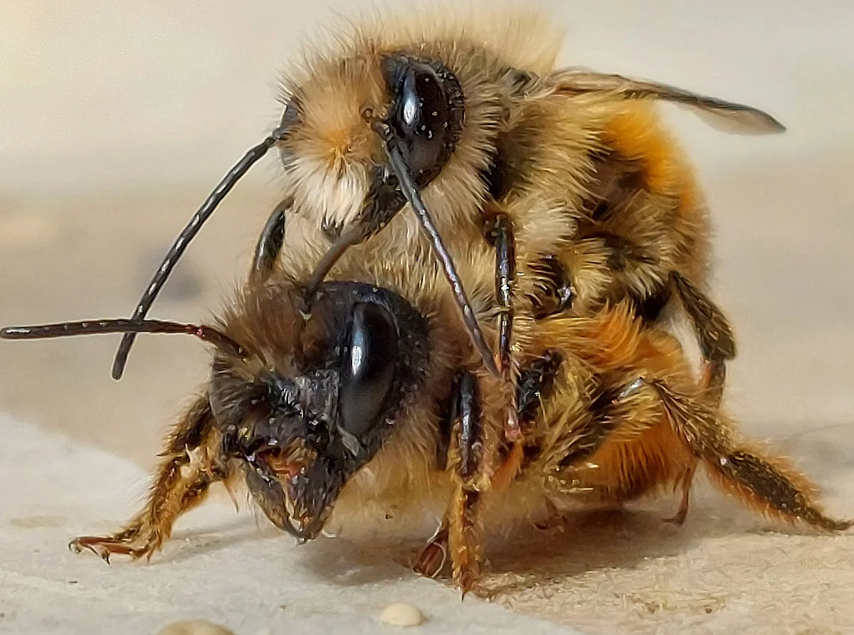 Wildbienen bei der Paarung 
