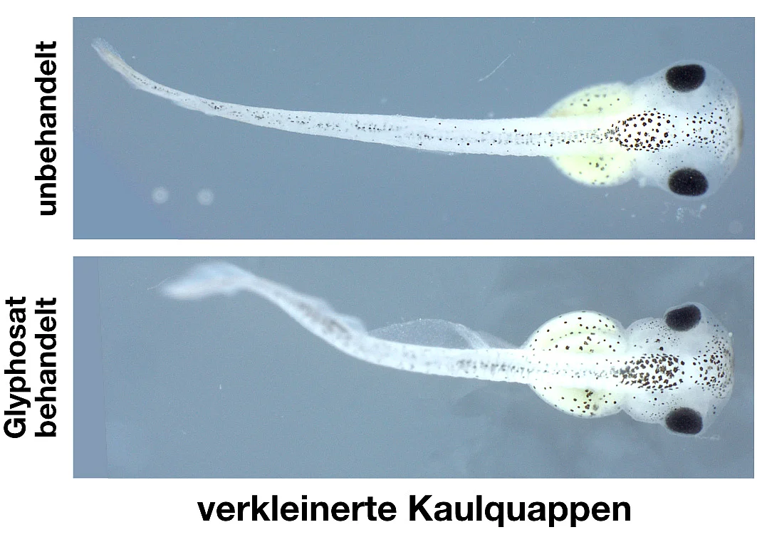 Kaulquappen des Krallenfrosches mit Glyphosat behandelt