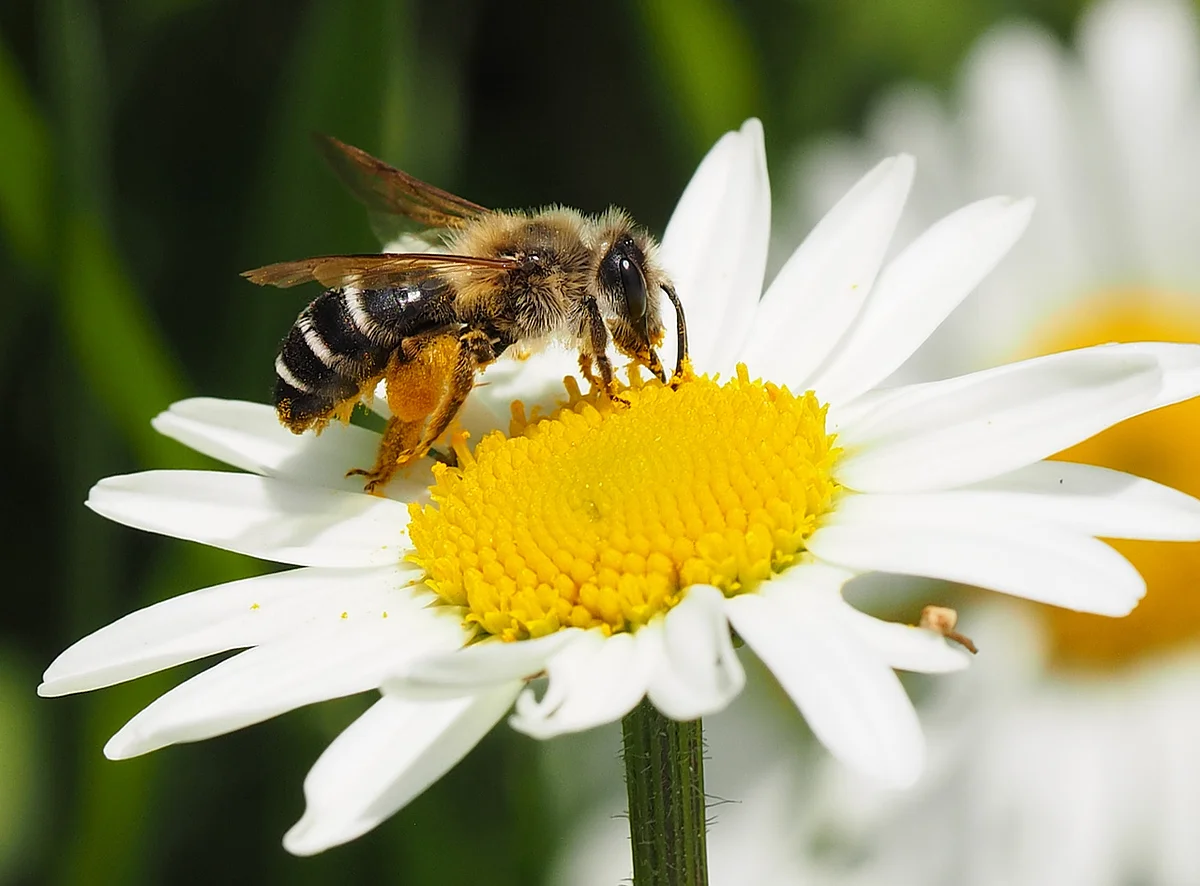 Wildbiene bei Bestäubung
