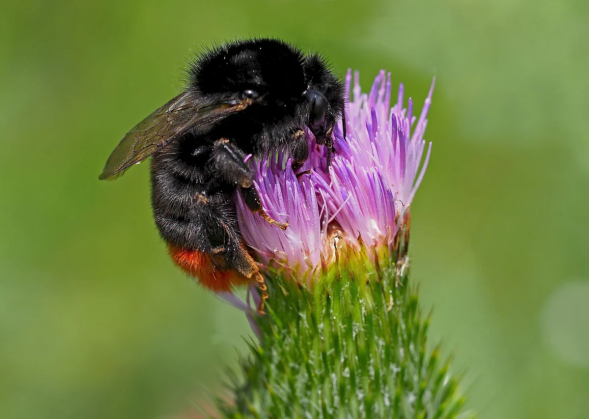 Steinhummel
