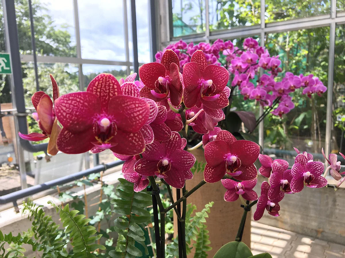 Im Gewächshaus findet eine Orchideen-Ausstellung statt