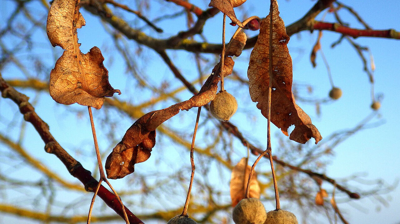 vertrocknete Lindenblüten an Ästen Blätter, blauer Himmer, Herbststimmung