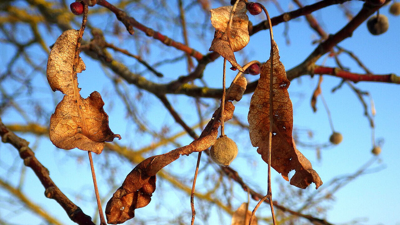Vertrocknete Lindenblüten vertrocknete Lindenblüten an Ästen Blätter, blauer Himmer, Herbststimmung