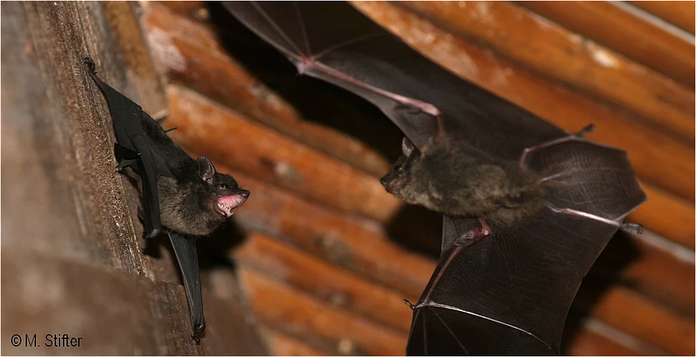 Ein Männchen der Fledermausart Saccopteryx bilineata im Schwirrflug. Während dieses Balzverhaltens öffnet es seine Flügelsäckchen und „fächert“ dem an der Wand hängenden Weibchen seinen Duft zu (Foto: M. Stifter)