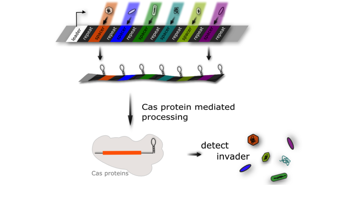 Schematically represented CRISPR-Cas system and how it works. Parts of a CRISPR-Cas system are CRISPR locus with repeat sequences and spacer sequences from previous invaders. The CRISPR locus is transcribed and cut into functional crRNAs. Different Cas proteins (Cascade complex) bind this crRNA. The crRNA leads the Cascade complex to invader DNA to destroy it.  