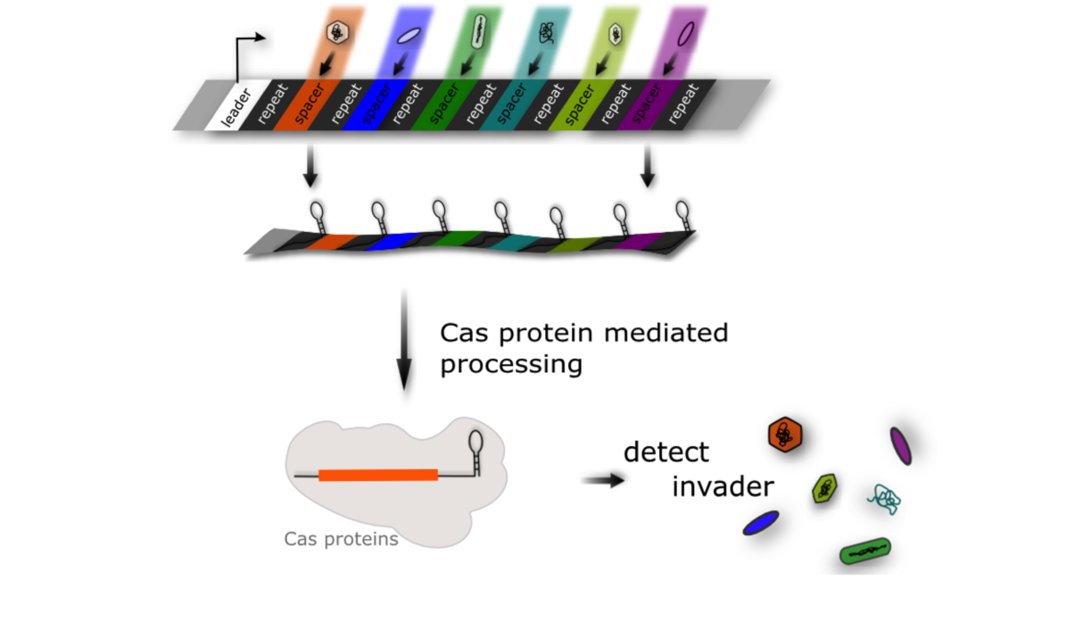 The CRISPR-Cas system Schematically represented CRISPR-Cas system and how it works. Parts of a CRISPR-Cas system are CRISPR locus with repeat sequences and spacer sequences from previous invaders. The CRISPR locus is transcribed and cut into functional crRNAs. Different Cas proteins (Cascade complex) bind this crRNA. The crRNA leads the Cascade complex to invader DNA to destroy it.
