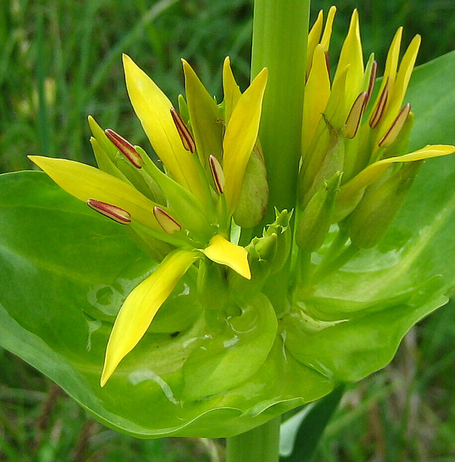 Gelber Enzian - Gentiana lutea