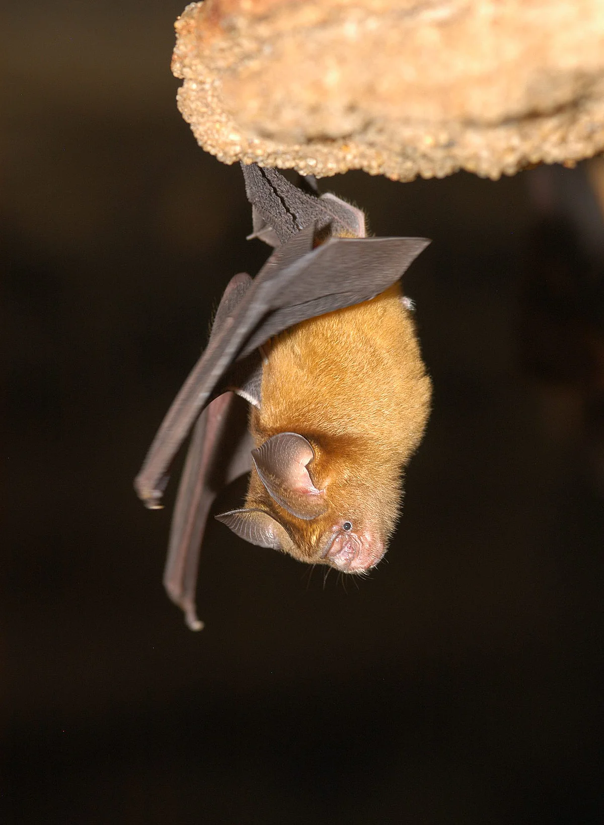 Fledermaus der Art Hipposideros caffer