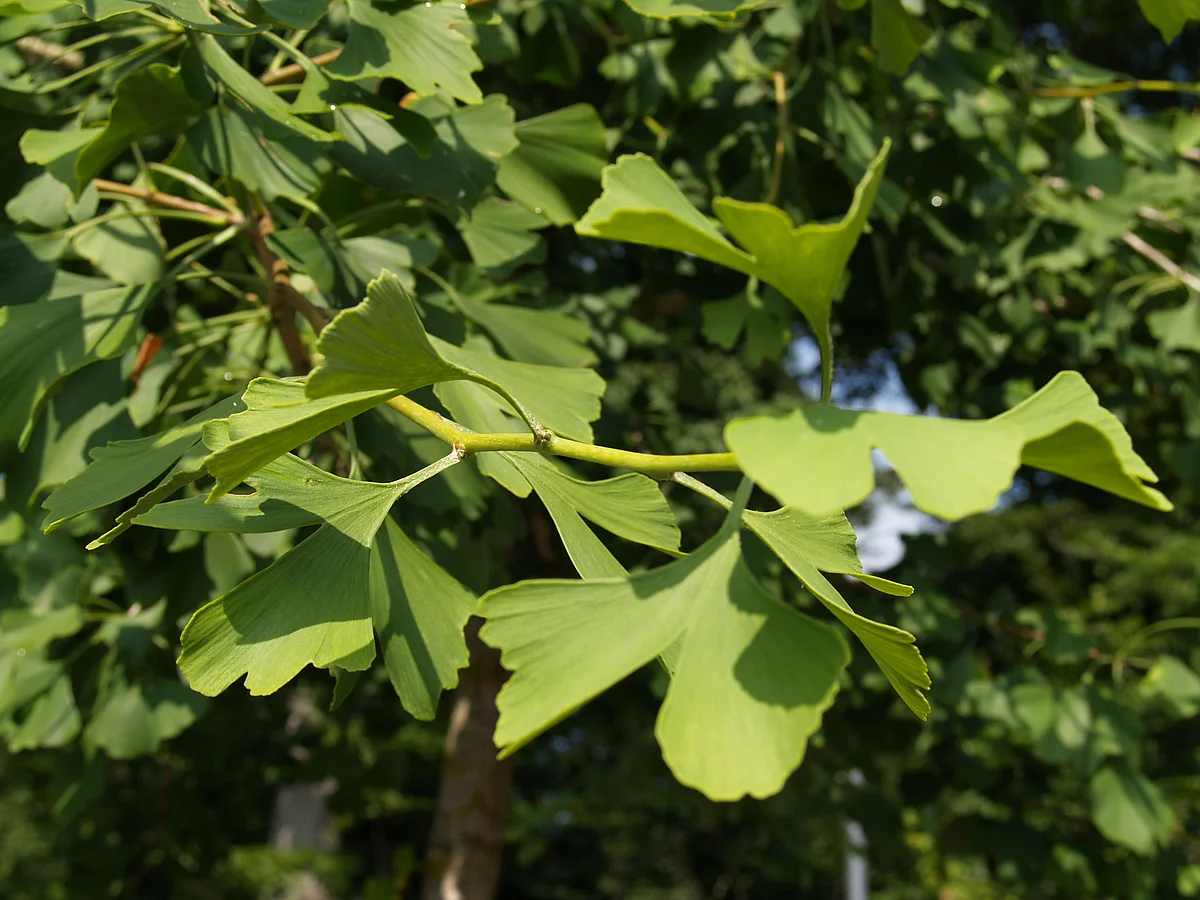 Gingko-Blätter