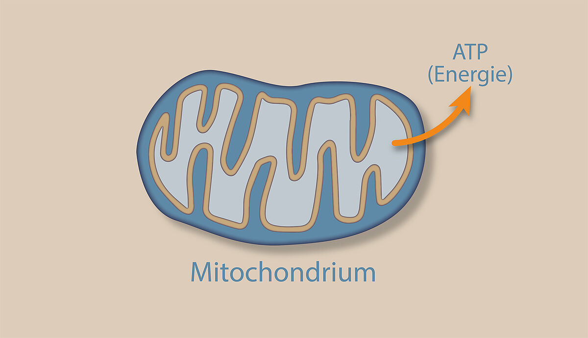 Schemadarstellung eines Mitochondriums