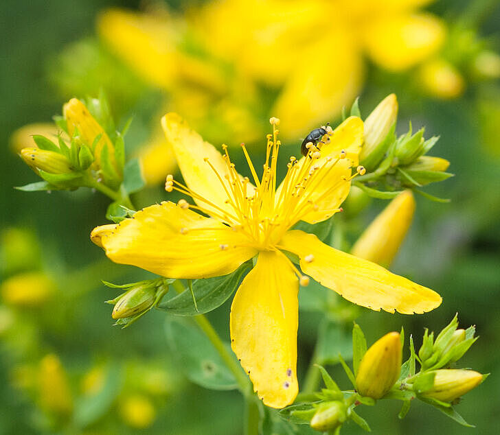 Tüpfel-Johanniskraut - Hypericum perforatum Tüpfel-Johanniskraut - Hypericum perforatum