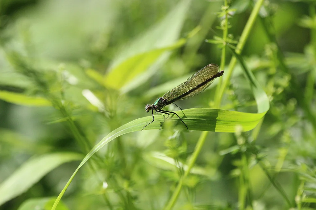 Prachtlibelle