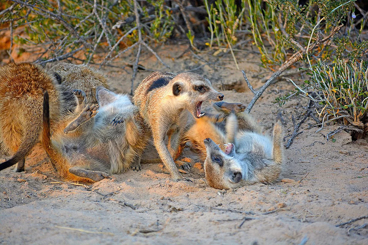 Several meerkats fight and show their teeth