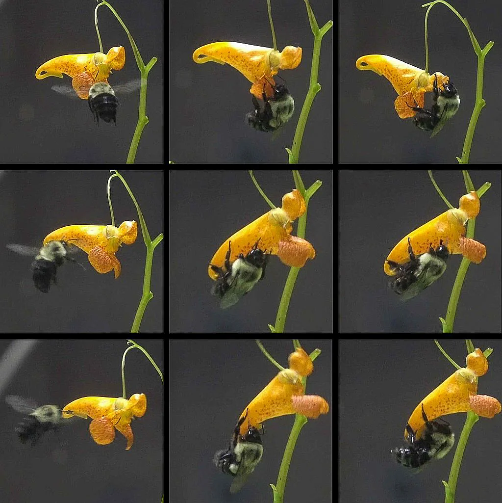 Standbilder eines Videos, das Zeigt, wie eine Hummel eine Springkraut-Blüte anfliegt