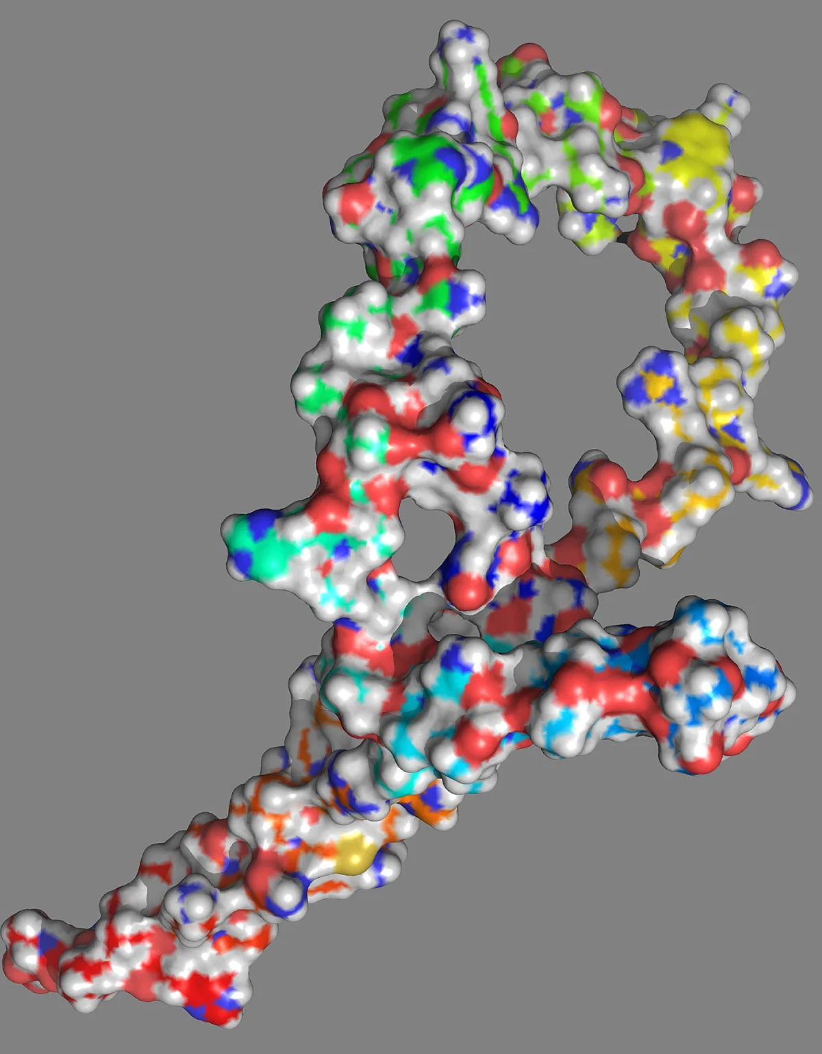 Strukturmodell des NOTCH1-152-Proteins