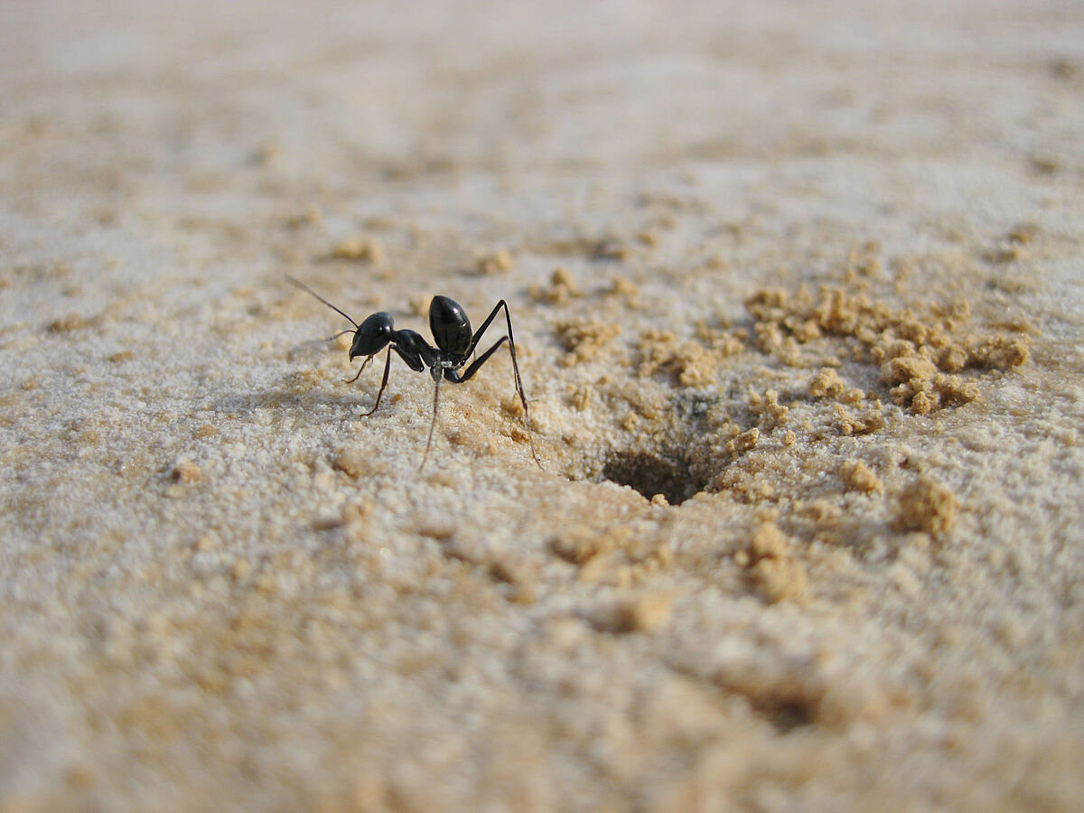 Eine Wüstenameise am Eingang ihres Nestes (Foto: Matthias Wittlinger)