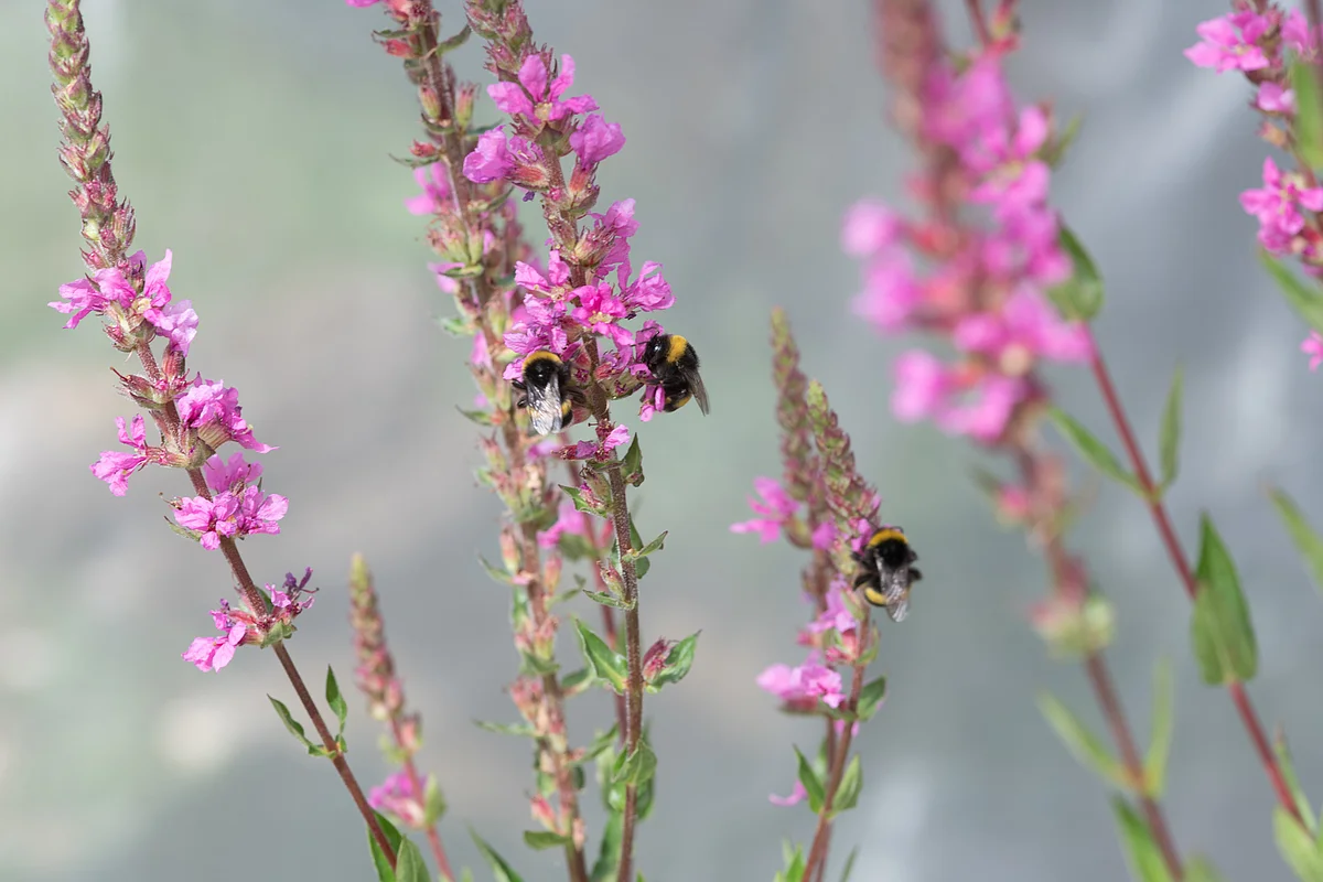 Wildbienen