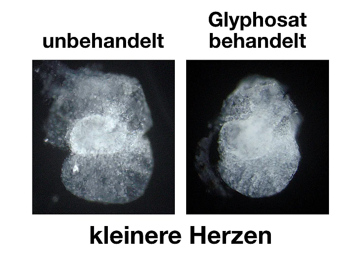 verkleinerte Kaulquappen-Herzen 