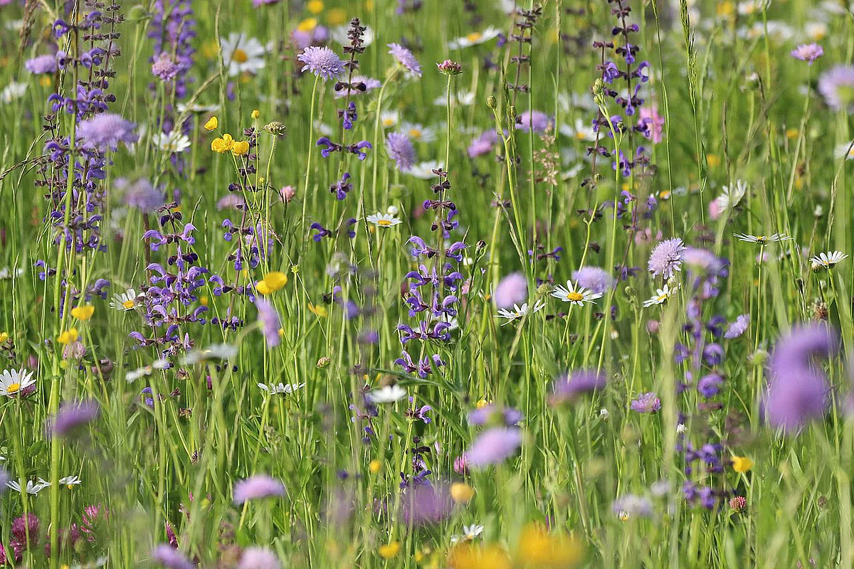 Blumenwiese