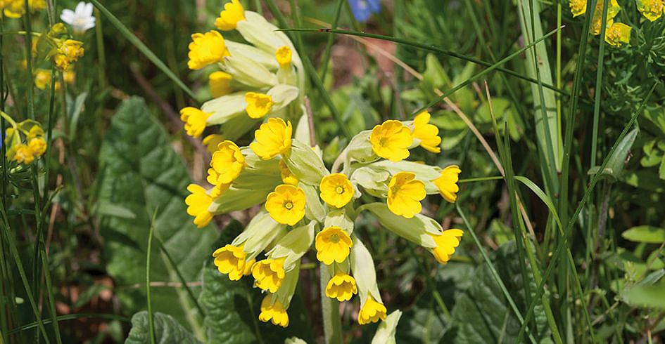 Primula veris