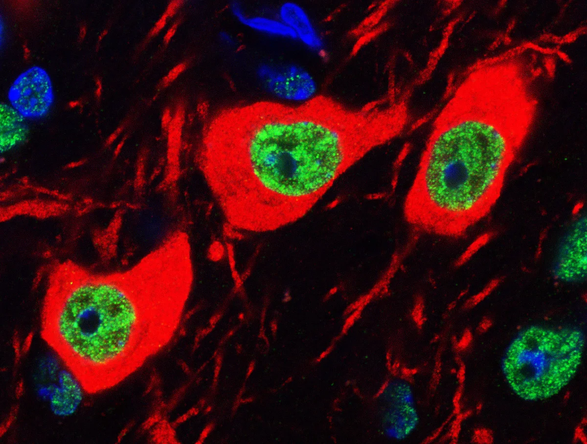 Dopaminerge Neuronen 