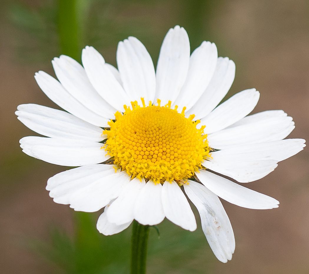 Geruchlose Kamille - Tripleurospermum inodorum