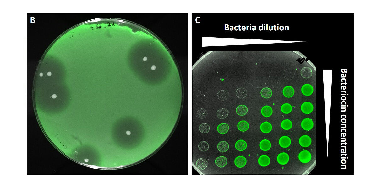 Die Fluoreszenzmikroskopischen Aufnahmen zeigen einzelne Bakterien-Kulturen auf Agarplatten