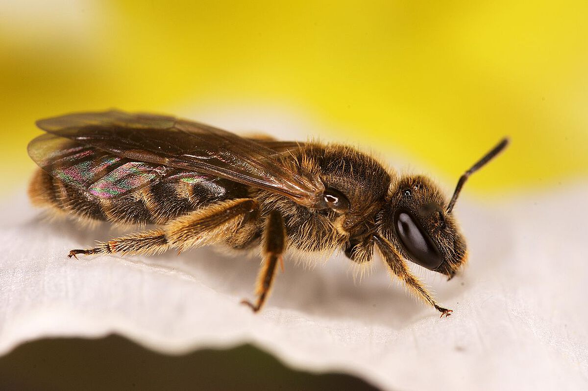 In a recent study, biologists from Ulm University have taken a closer look at potential queen pheromones in furrow bees (poto: Andreas Haselböck)