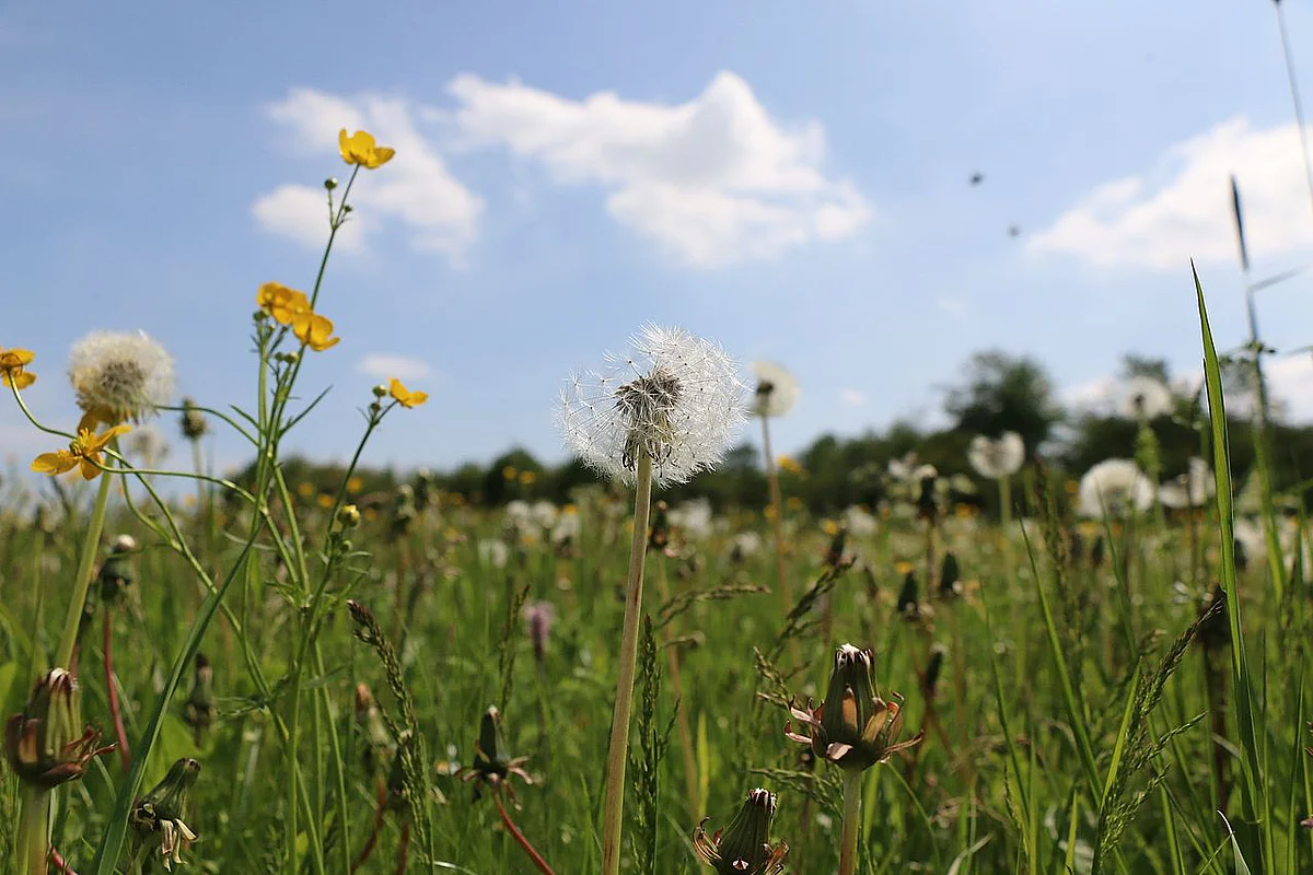 Grünland mit Blumen 