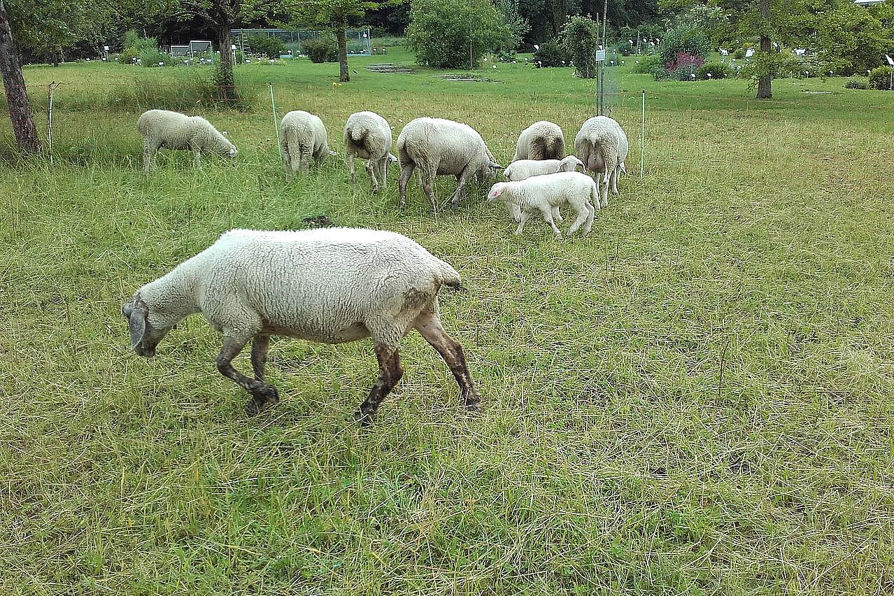 Blättermagen