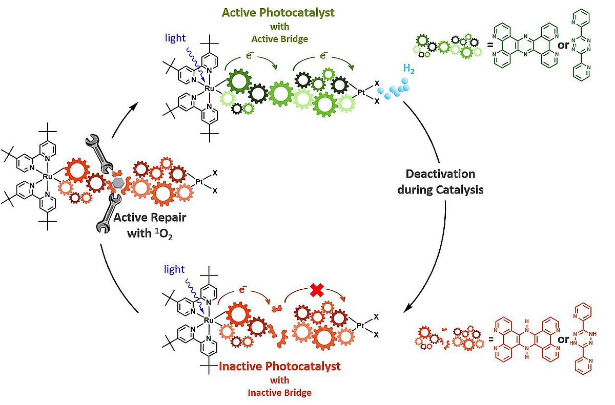 Das Schaubild zeigt den De- und Reaktivierungskreislauf eines Photokatalysator-Moleküls