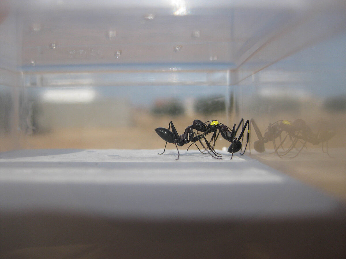 Wüstenameisen in einer Box: Der getragenen Ameise wurden die Augen „verbunden“ (gelbe Farbe) (Foto: Institut für Neurobiologie)