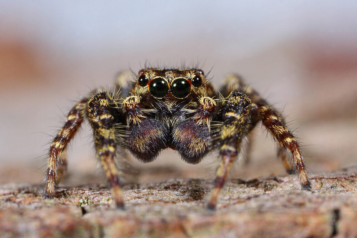 Rindenspringspinne (Marpissa muscosa)