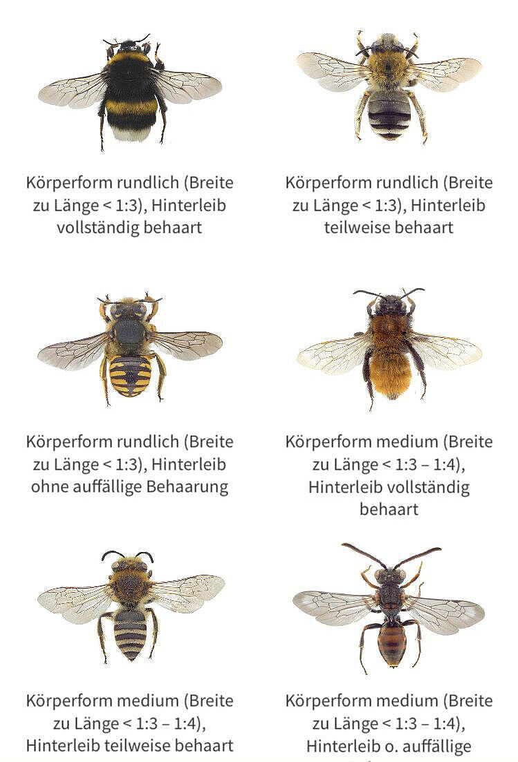 Screenshot mit Anschauungsbeispiele aus der Wildbienen-App